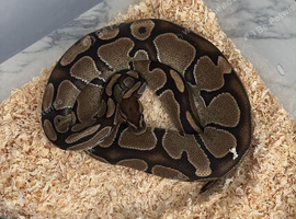 Female ball python