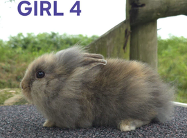Lionhead bunnies ready now