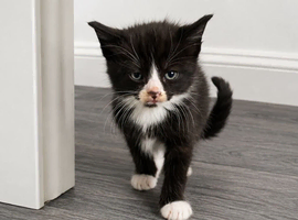 Cheap 8 weeks gorgeous kitten for sale
