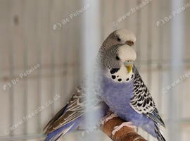 Various budgies