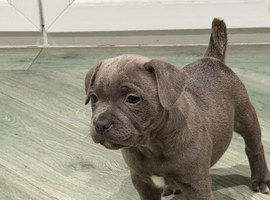 Staffordshire Bull Terrier Puppy (Male) &ndash; 7 Weeks Old.