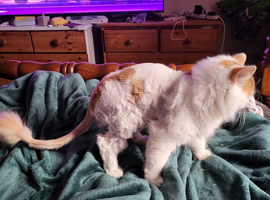 3 1 yr old kittens for sale