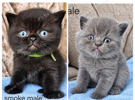 British shorthair kittens