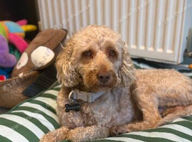 3 year old cockapoo male