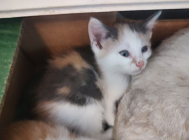 A pair of  stunning kittens, must stay together