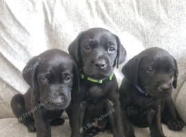 3 boys left Gorgeous Black Labrador Puppies