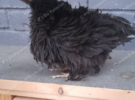 Bantam chickens