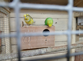 Proven pair of budgies