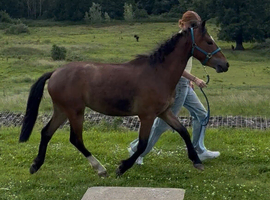 13hh registered NF gelding