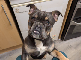 11 month male English bull dog cross french bulldog