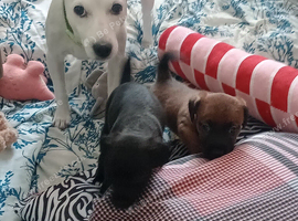 Jack Russell X patendale