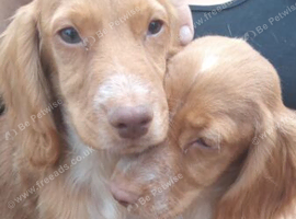 Cocker spaniel fully vaccinated pups one boy one girl