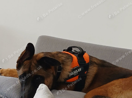 Belgium malinois x german shepherd