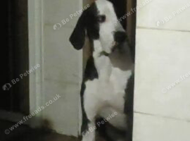 great dane for sale