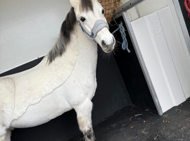 11.2 lead rein gelding