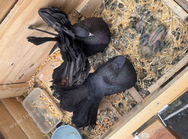 Fan tail breeding pair & 2 babies