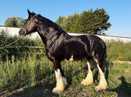 Beautiful Shire Mare.