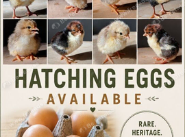 Rare Breed SWEDISH FLOWER HEN HATCHING EGGS