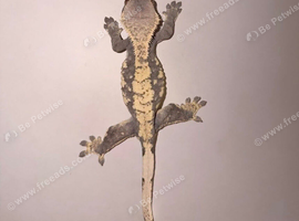 Gorgeous crested geckos with full set up