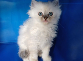 3 Beautiful Ragdoll kittens- Ready to Leave Now