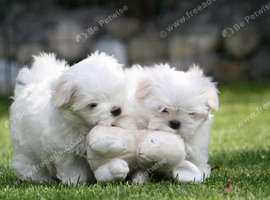 Meet this adorable little Maltese puppies!