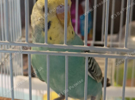 Available Still 4 x Baby Budgies different colours over 7 weeks old now &pound;30 each or buy 2 for &pound;55