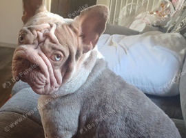 Frenchie