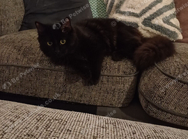 Maine coon x Norwegian Forest