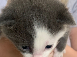 Grey and white British shorthair