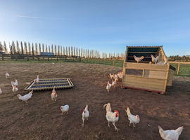 White star/Leghorn hens for sale