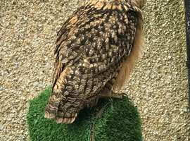 Bengal eagle owl for sale