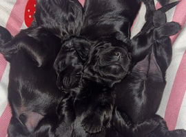 Black cockerspaniel puppies