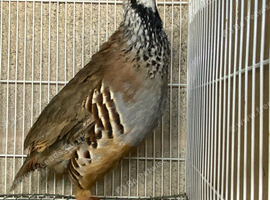 Red legged partridge