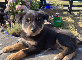 Kelpie x Collie Pups For Sale - Farm Bred & Reared