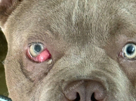 Bleu 2YO Female
