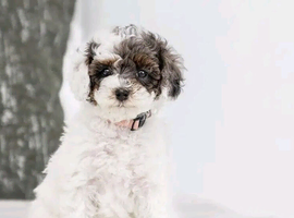 Amazing KC Reg Goldendoodle Puppies