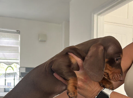 Beautiful dachshund pups