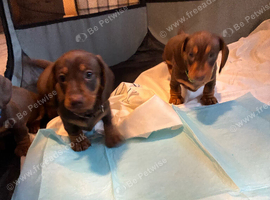 Miniature chocolate and tan DACHSHUNDS