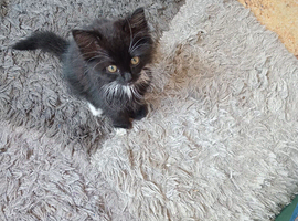 Kitten