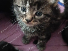 Kittens