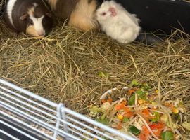 Ginuiea pigs