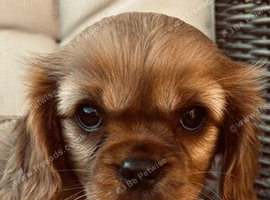 Kennel Club registered ruby Cavalier King Charles spaniel BOY puppies available.  Parents both health tested.