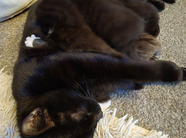 1 black male kitten for sale