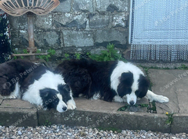 Border collies two long hair brothers