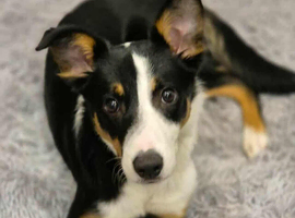 Border Collie For Sale