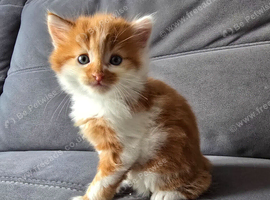 Ginger fluffy boy