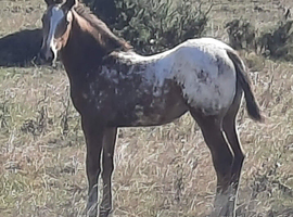 Velvet looking for new home