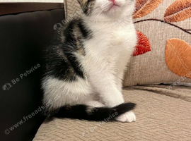 kitten male