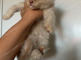 2 boy maine coons left!!