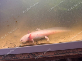 Axolotl
